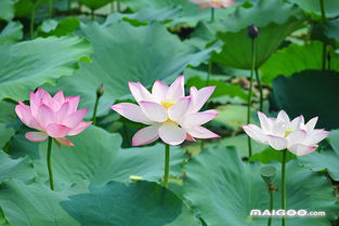 春夏秋冬的花各有哪些