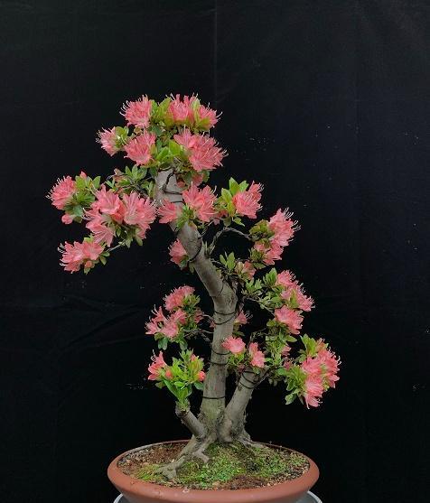 唯美惊艳的花名