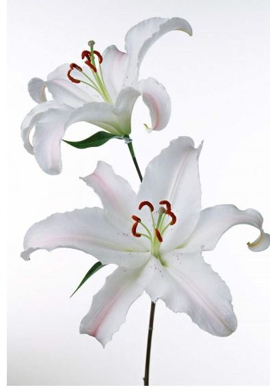 百合花放在家里吉祥吗