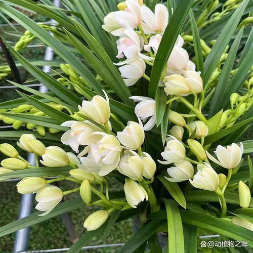 兰花花语和寓意
