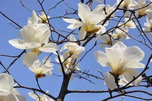 玉兰花什么季节开