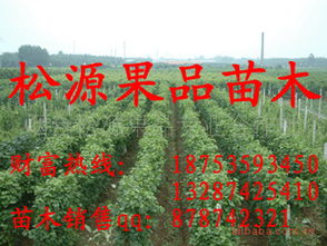 今日绿化苗木求购信息