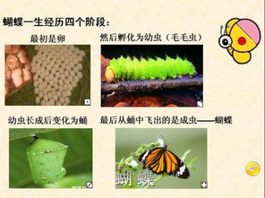 凤仙花的生长过程记录表