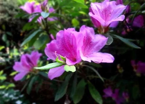 杜鹃花最怕三种肥料