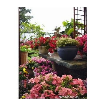 野兽派花店的理念和定位