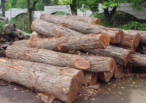 5种最珍贵的柏树是啥品种 5种最珍贵的柏树是啥品种