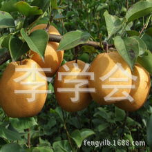 海棠果树图片和果子