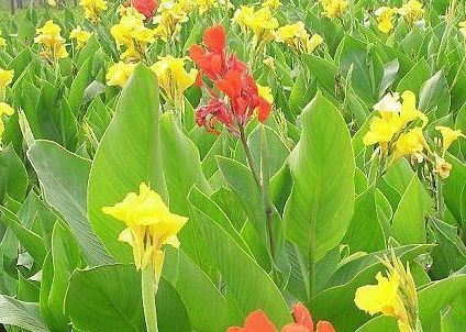 美人蕉花期