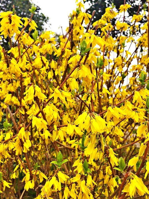 迎春花长什么样