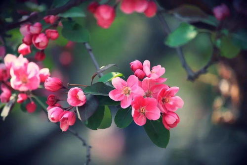 海棠花的花语诗句是什么