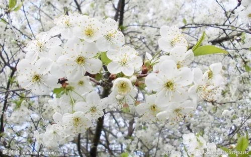 梨花的花语