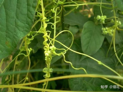 菟丝子
