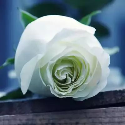 19朵玫瑰花语的含义 19朵玫瑰花语的含义