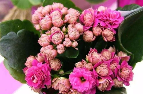 500种漂亮花朵