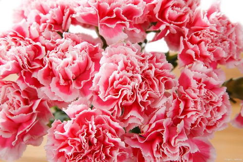 康乃馨鲜花代表什么