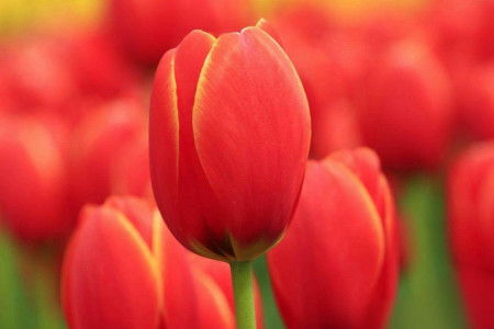 红色郁金香花语和寓意