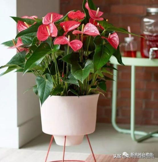 什么花放家里旺财旺人