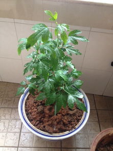 树苗网购回来如何处理