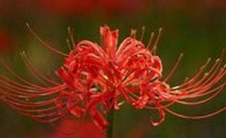 彼岸花花语经典唯美句子