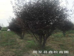 兰州树苗批发市场