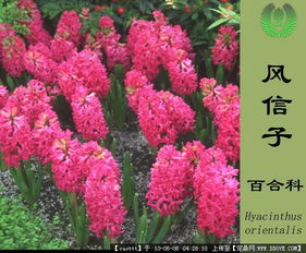 植物图片和介绍