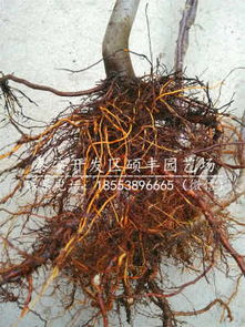 雪松树价格多少钱一棵