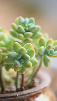 多肉植物图片100种