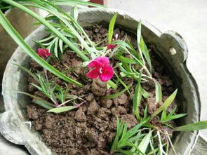 三四月开花的花有哪些 三四月开花的花有哪些