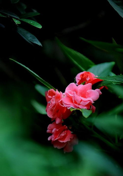 凤仙花致癌是真是假