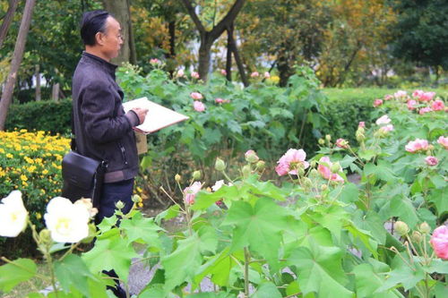 芙蓉树下