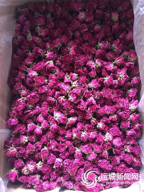 玫瑰花的样子介绍
