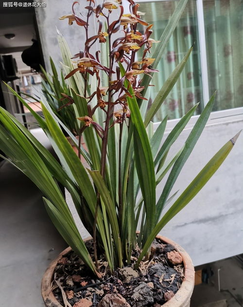 兰花怎么养 兰花如何浇水盆栽