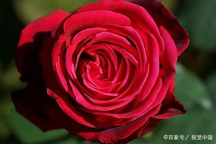 玫瑰花颜色代表含义