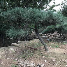 山东最大的黑松基地