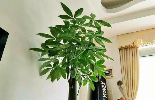 客厅最旺的三种树 客厅最旺的三种树