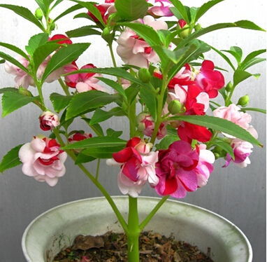 凤仙花染指甲的正确方法 凤仙花染指甲的正确方法
