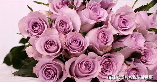 淡紫色玫瑰花语是什么意思