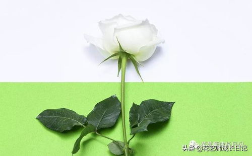 花的名字大全及图片花语 花的名字大全及图片花语