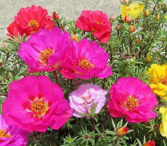 重瓣太阳花