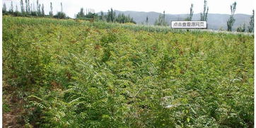 西北苗木网供求信息