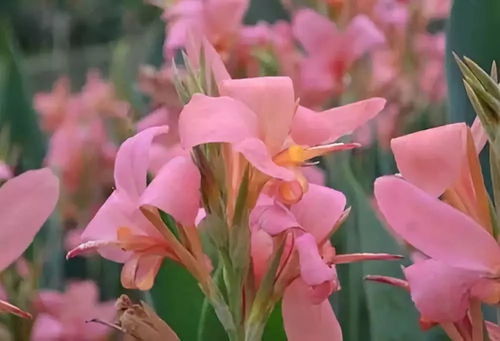 水生美人蕉花图片