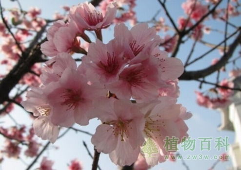 樱花的花语是什么意思