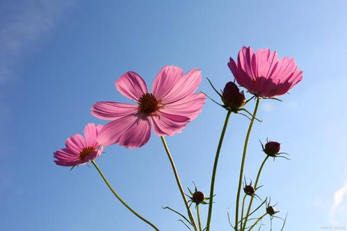 格桑花花语和寓意
