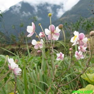 多年生草本花卉图片及名称大全 多年生草本花卉图片及名称大全