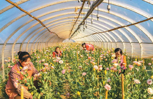 云南鲜花种植基地
