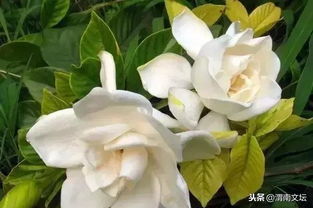 象征着结束离别的花