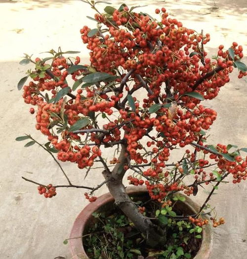 火棘树图片