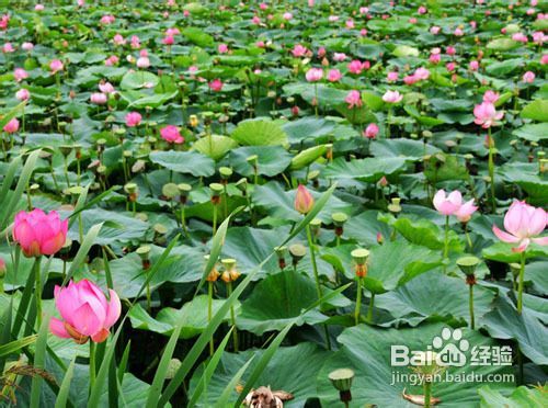 水生花卉大全