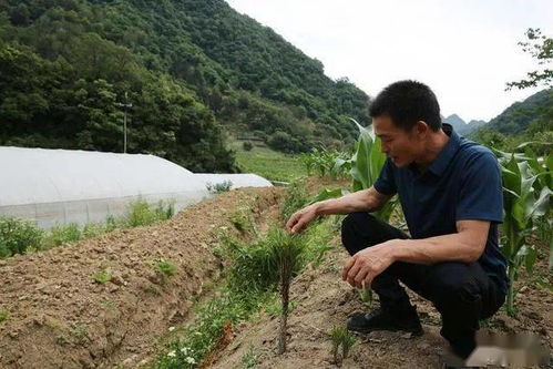 种植什么一亩六七十万 种植什么一亩六七十万