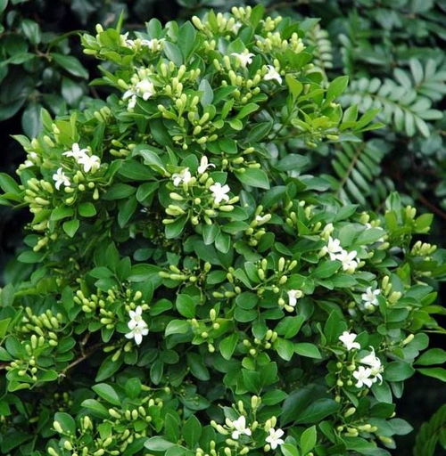 四季不落叶耐寒植物